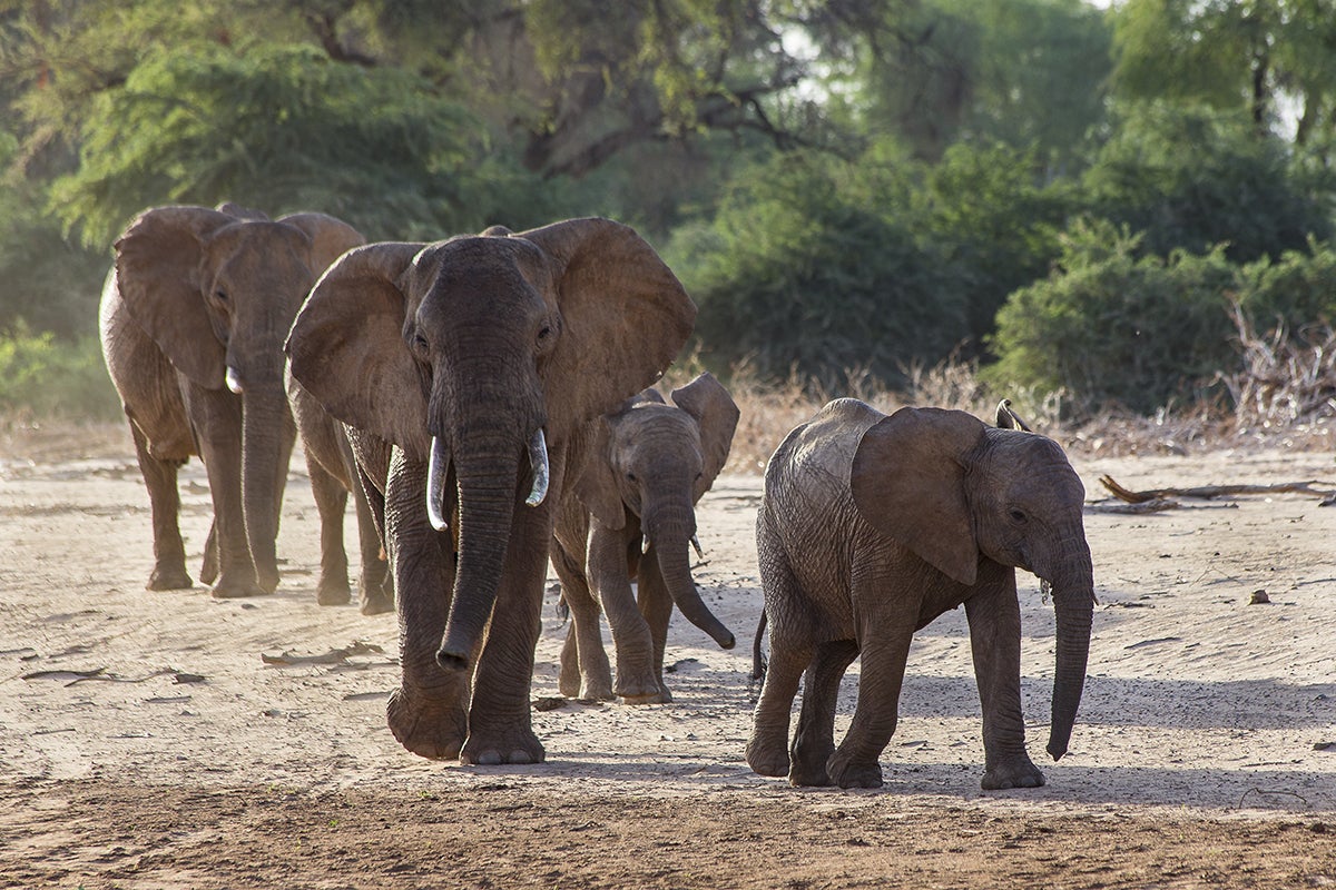 elephants walking on the savanna
