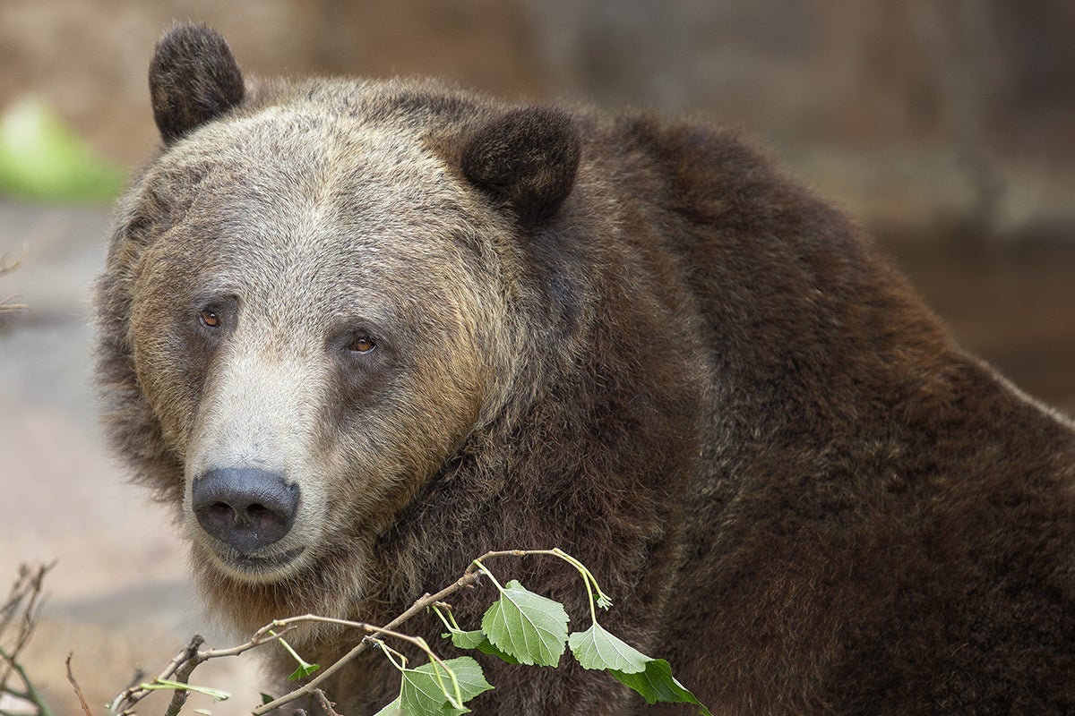 Closeup of grizzly bear