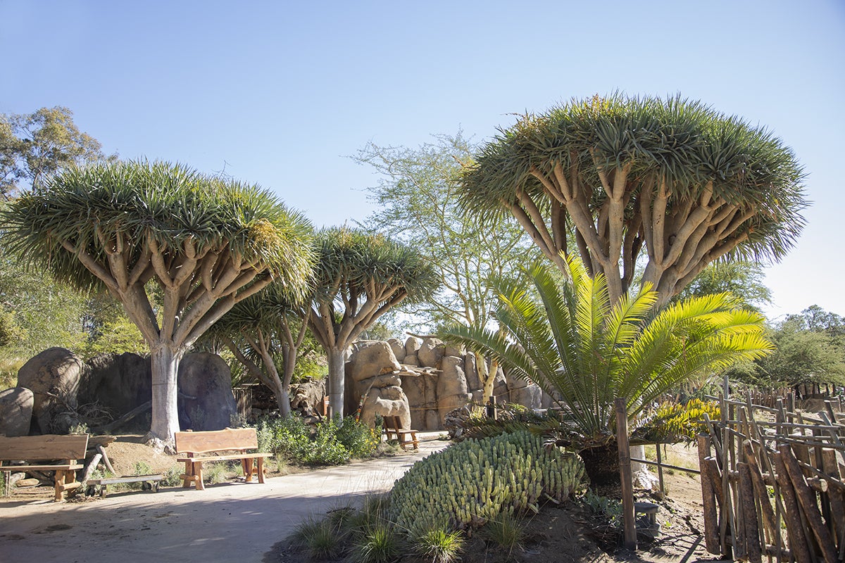 Dragon trees along pathway