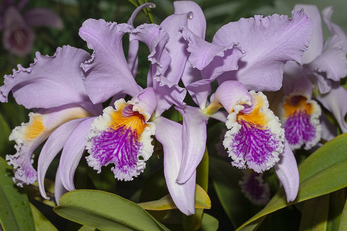 orchids