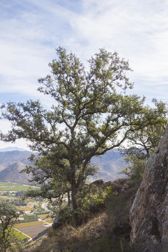Engelmann oak (Quercus engelmanii)
