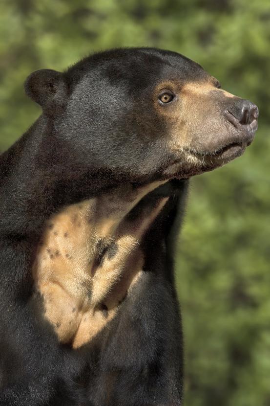Sun bear