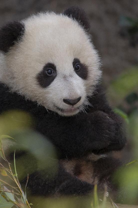 Panda cub Xiao lieu