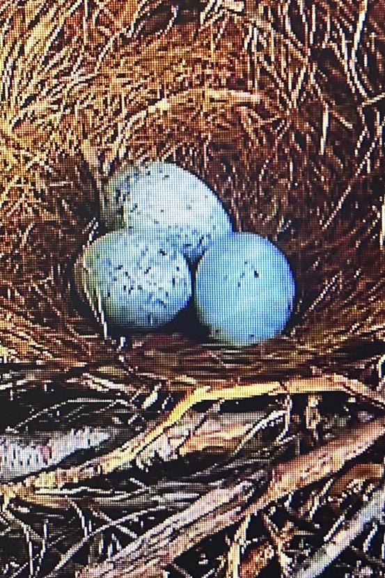 Three blue eggs in a nest