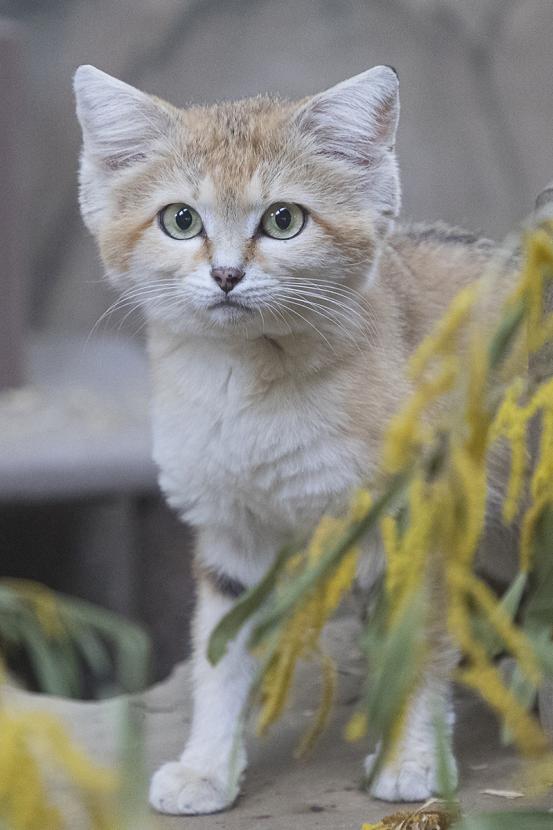 sand cat