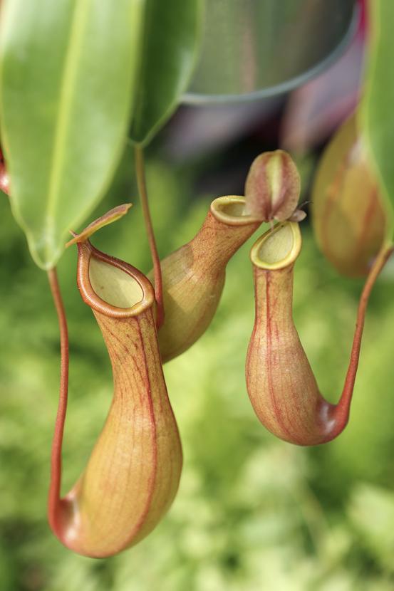 Pitcher plant