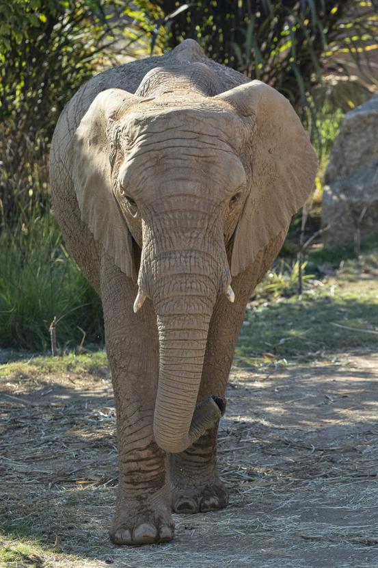 Elephant facing forward