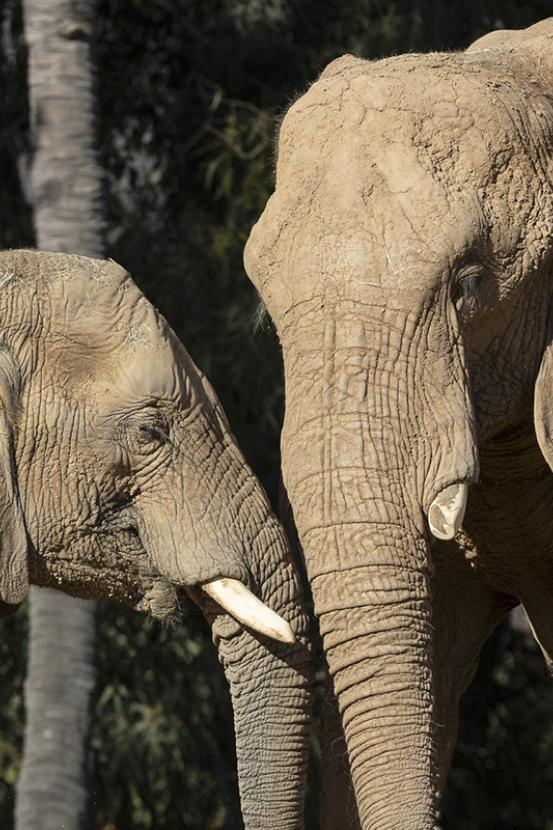 Two elephants together