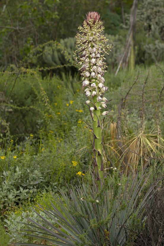 Chaparral yucca plant