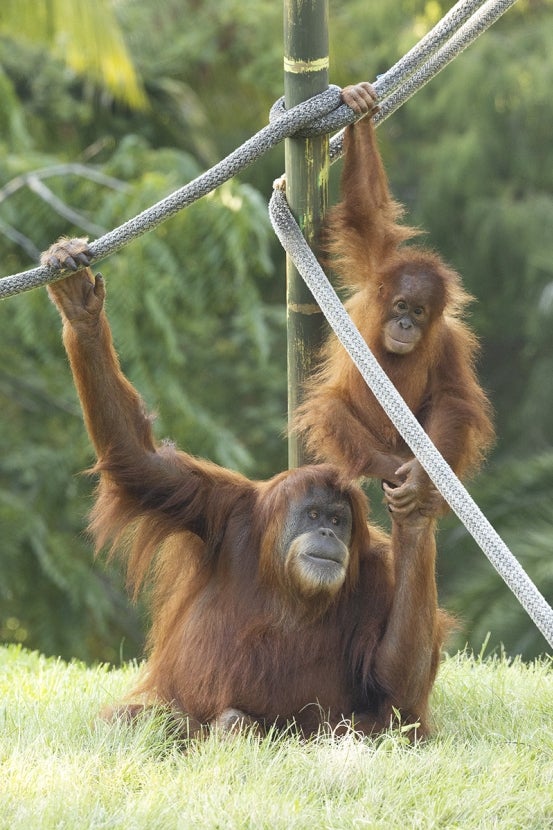 Kaja and Karen orangutans