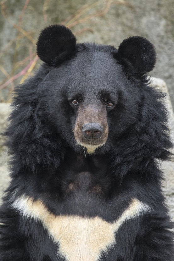 Asiatic black bear