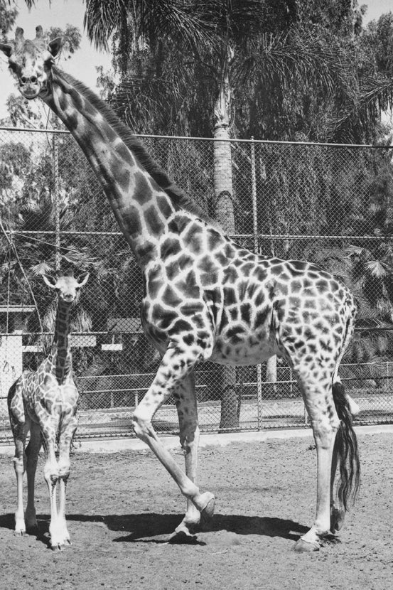 Mother giraffe, Patches, with calf, Lofty