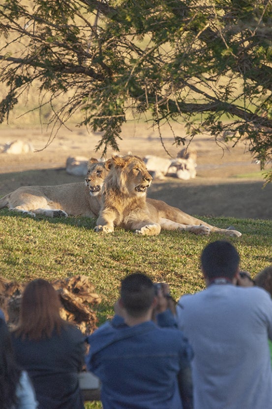 The Safari Park's Lion Camp