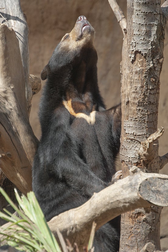 Sun bear