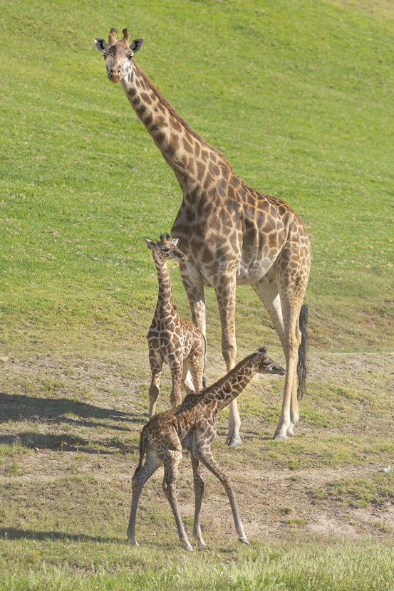 subeera and matope, masai giraffe calves, with adult giraffe