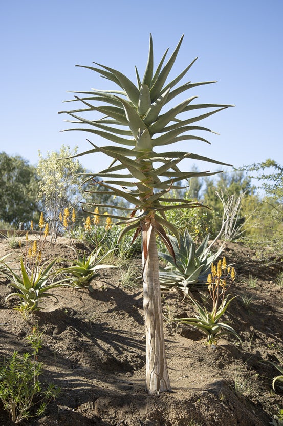 Aloe Hercules
