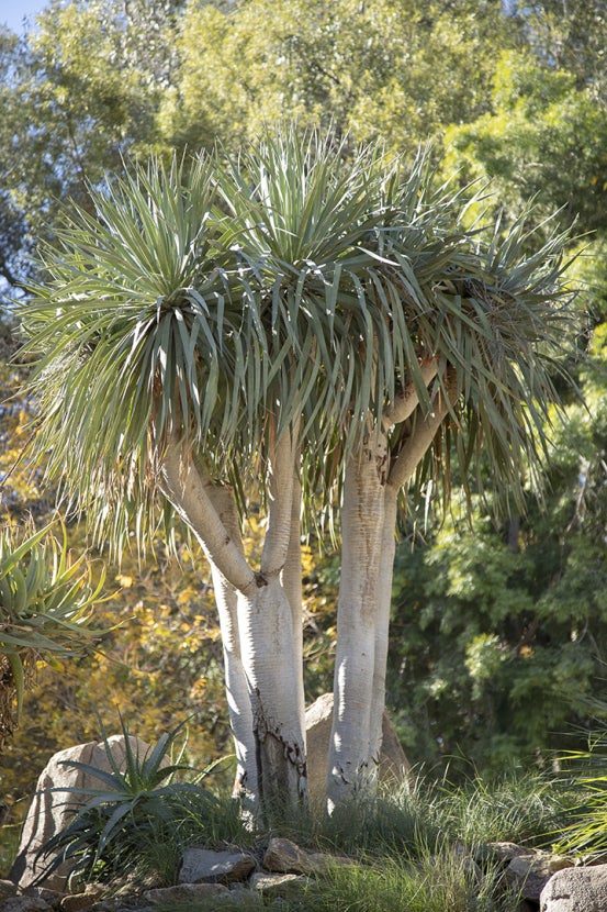 Dragon tree