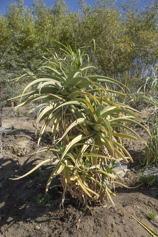 Dune aloe