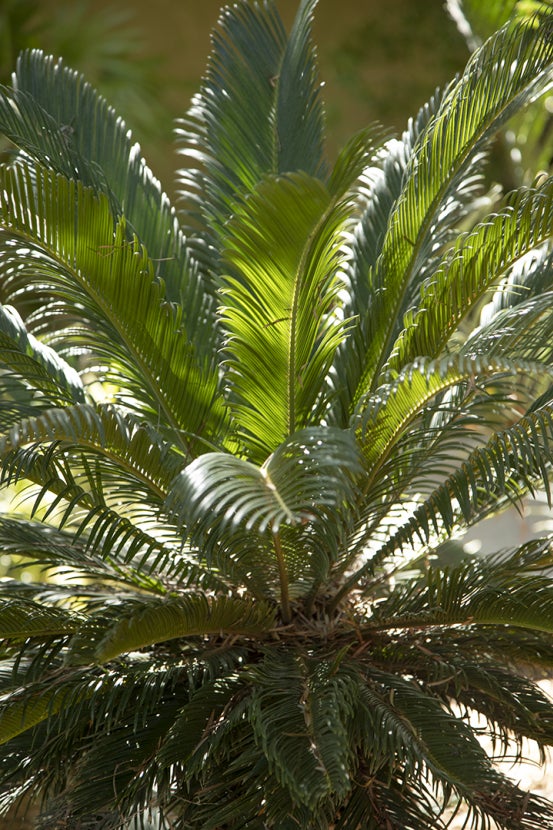 Sago palm