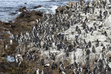 numerous penguins
