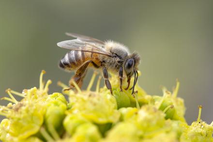 bee on flowers