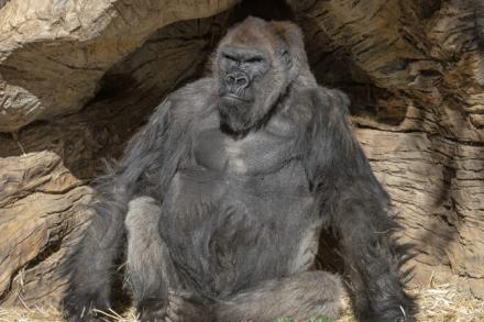 gorilla