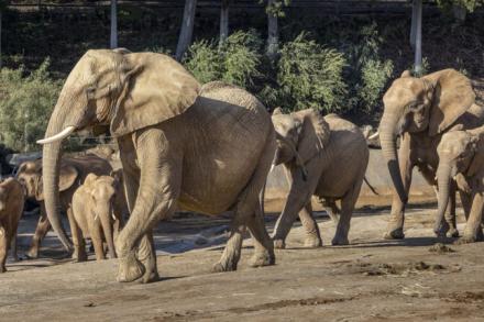 herd of elephants