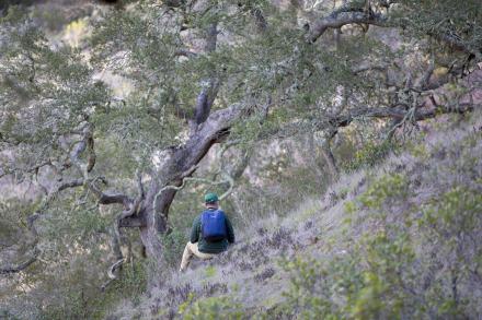 researcher examining tree