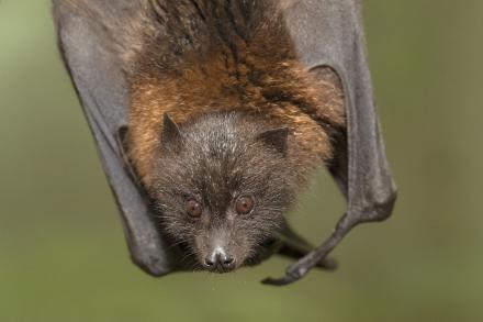 Rodrigues flying fox hanging upside-down facing reader