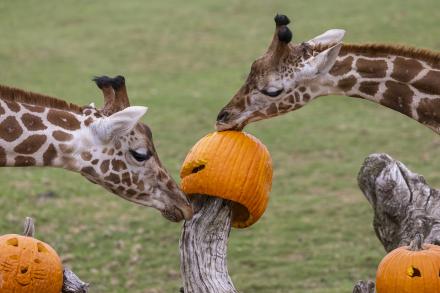Giraffes eating pumpkins.