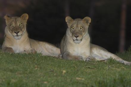lionnesses at night 
