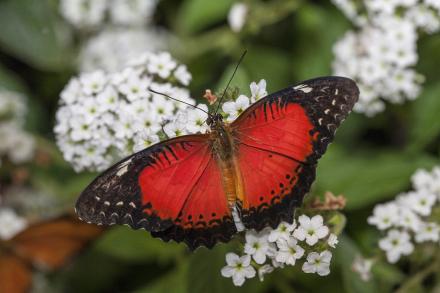 Butterfly on flower