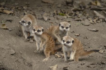 A group of four young meerkat pups
