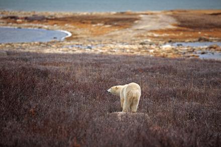 a polar bear looks across an Arctic tundra in the off season when there is no snow