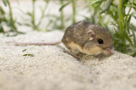 Pacific pocket mouse in front of greenery