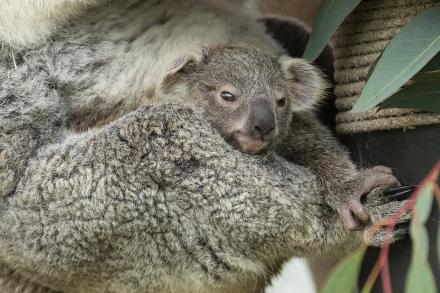 A fluffy, gray koala joey peeks out from its mother's pouch.