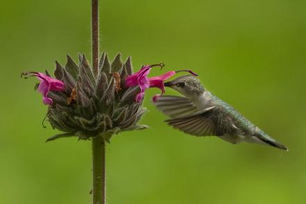 Hummingbird with hummingbird sage
