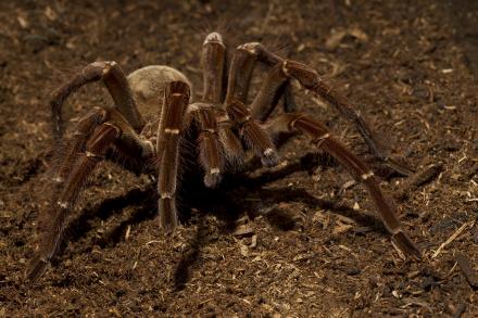 giant bird-eating tarantula