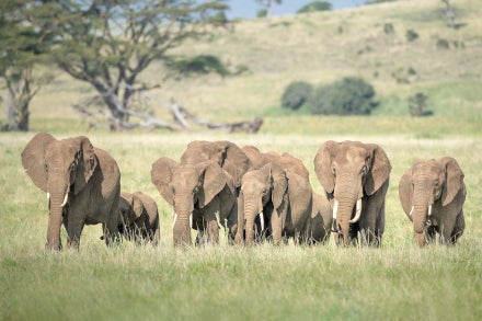 A herd of elephants walks together on the savanna.
