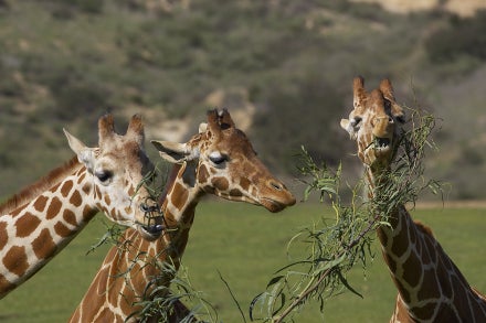 reticulated giraffes eating
