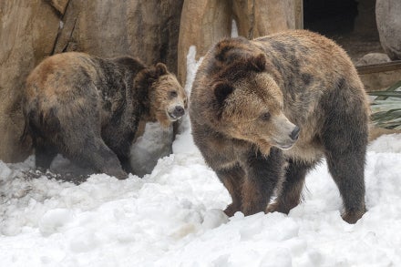 Grizzly bear brothers Scout and Montana