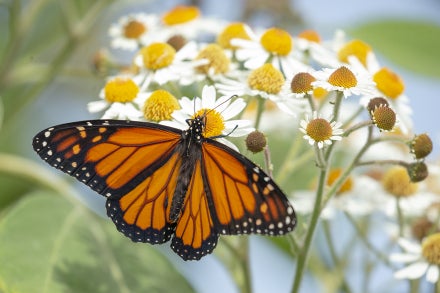 monarch butterfly