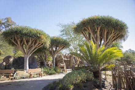 Dragon trees along pathway