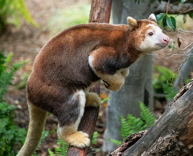 Matschie’s Tree Kangaroo