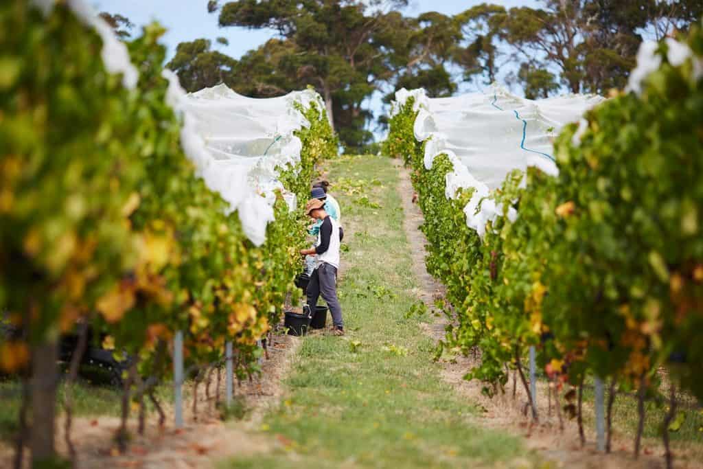 grape picking at moores hill winery